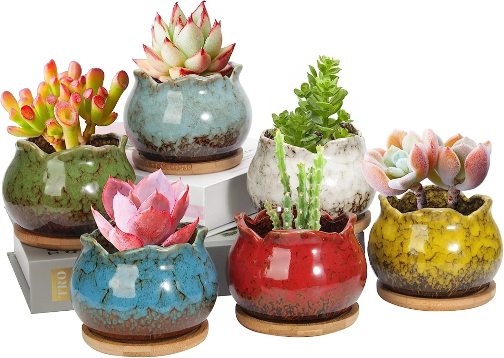 Succulent planter set